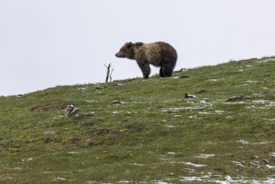 Grizzly Hayden Valley YNP May 2025